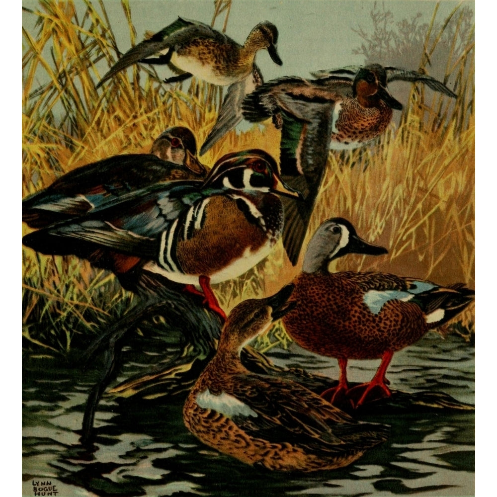 Important American Game-birds 1917 Wood-duck and Teals Poster Print by L. Bogue Hunt Image 2