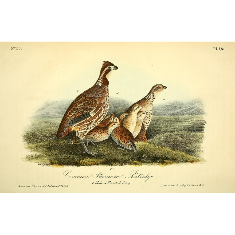 Birds of America 1844 Common American Partridge Poster Print by J.J. Audubon Image 2