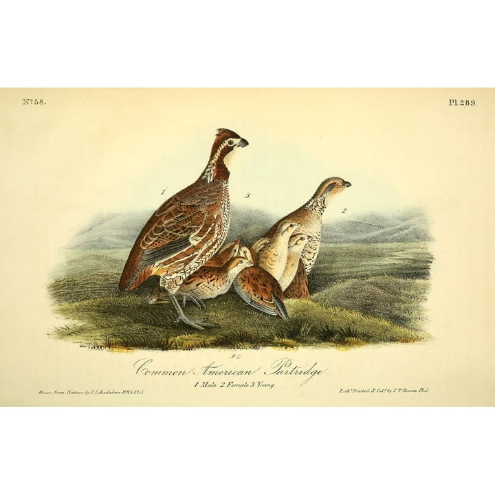 Birds of America 1844 Common American Partridge Poster Print by J.J. Audubon Image 1