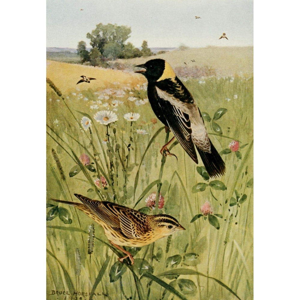 Bird-Lore 1922 Bobolink Poster Print by R.B. Horsfall Image 1