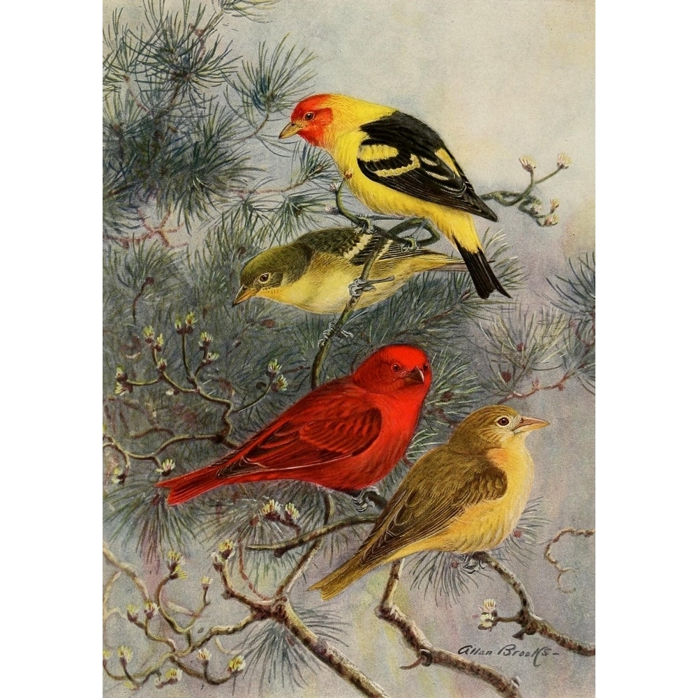 Birds of California 1923 Tanagers Poster Print by A. Brooks Image 2