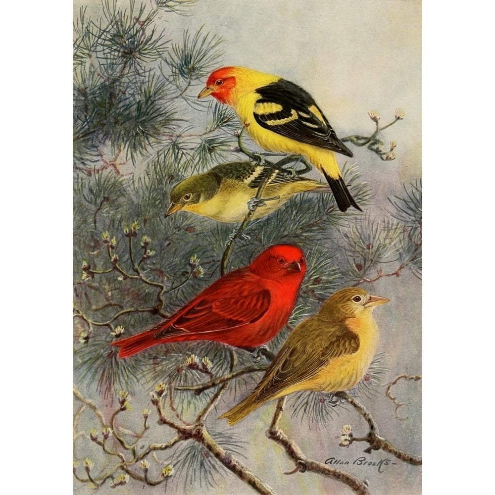 Birds of California 1923 Tanagers Poster Print by A. Brooks Image 1