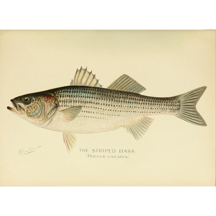 Commissioners of Fisheries NY 1899 Striped Bass Poster Print by S.F. Denton Image 1