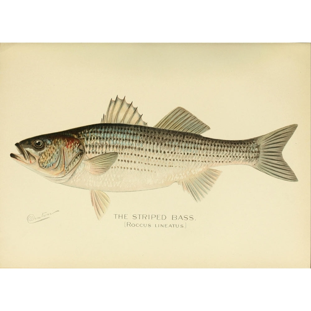 Commissioners of Fisheries NY 1899 Striped Bass Poster Print by S.F. Denton Image 2