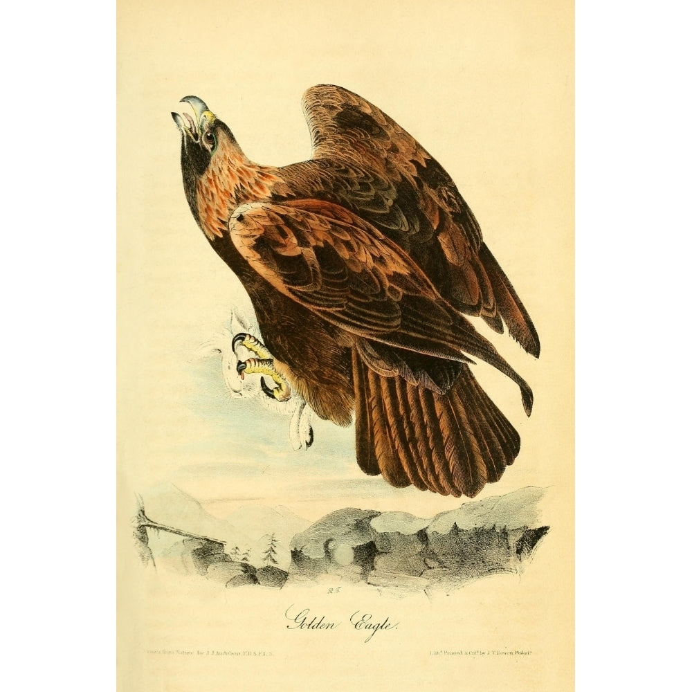 Birds of America 1844 Golden Eagle Poster Print by J.J. Audubon Image 1