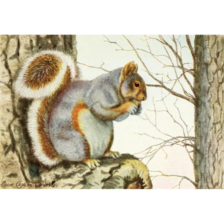 Burgess Animal Book for Children 1920 Grey Squirrel Poster Print by L.A. Fuertes Image 1