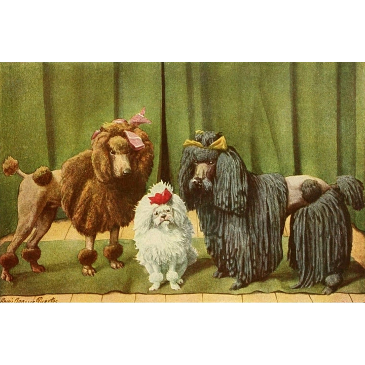 Book of Dogs 1919 Poodles Poster Print by L.A. Fuertes Image 1