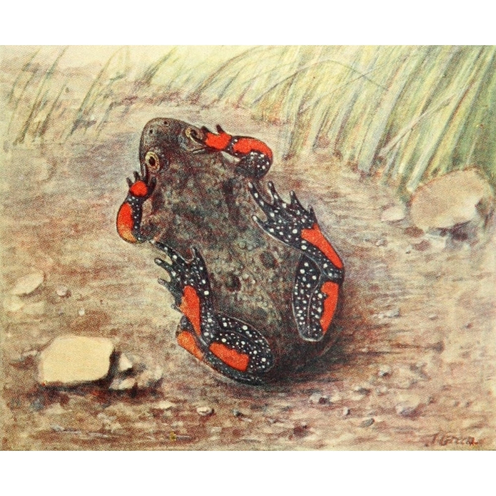 European Fire-bellied Toad Poster Print by James Green Image 1