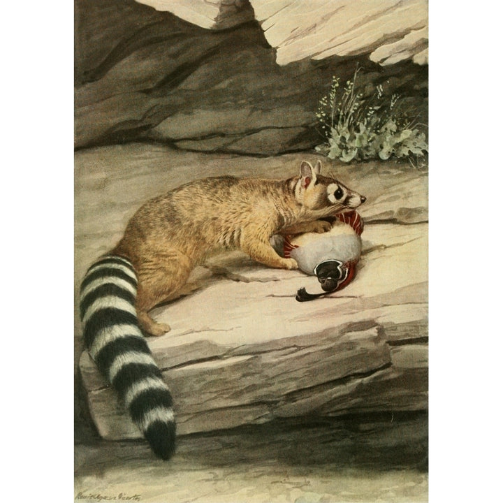 Wild Animals of N. America 1918 Ring-tailed Cat Poster Print by L.A. Fuertes Image 1