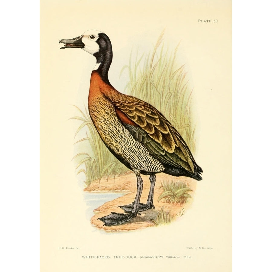 Game-birds of South Africa 1912 White-faced Tree Duck Poster Print by C.G. Davis Image 1