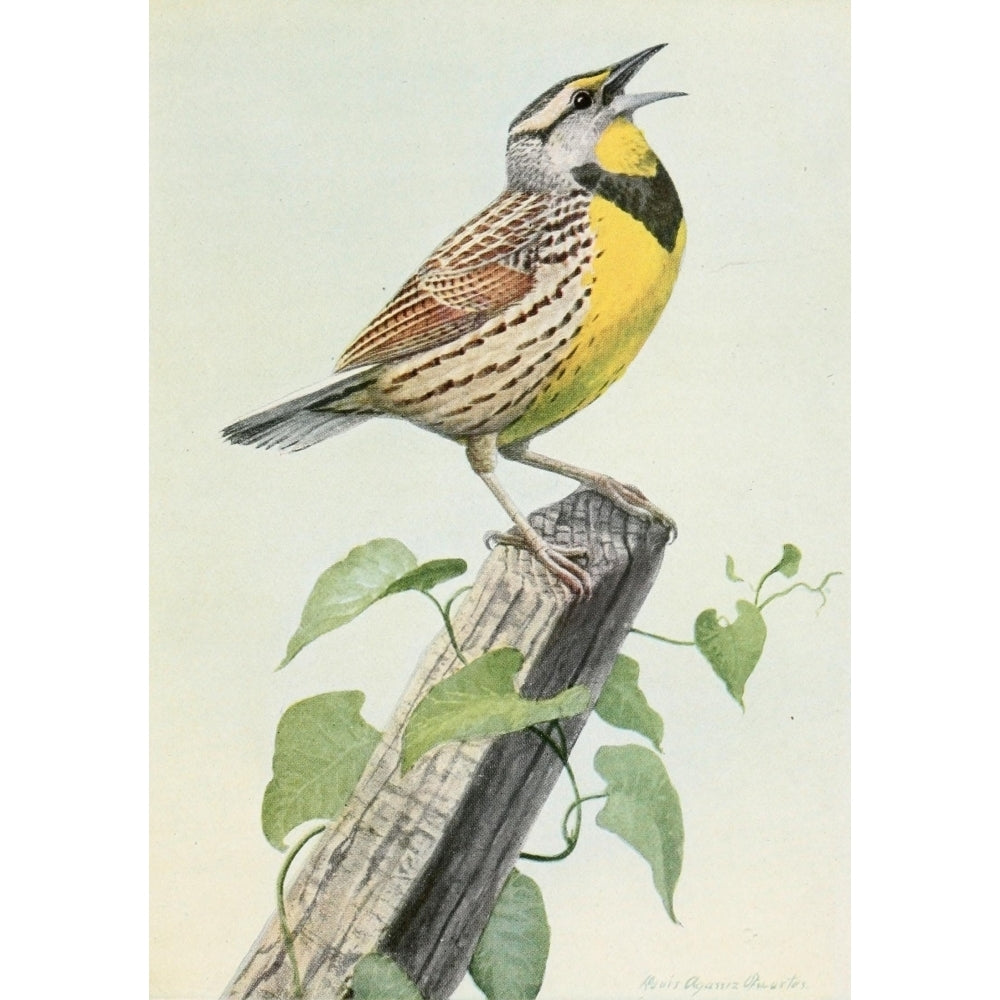 Burgess Bird Book 1919 Meadowlark Poster Print by L.A. Fuertes Image 1