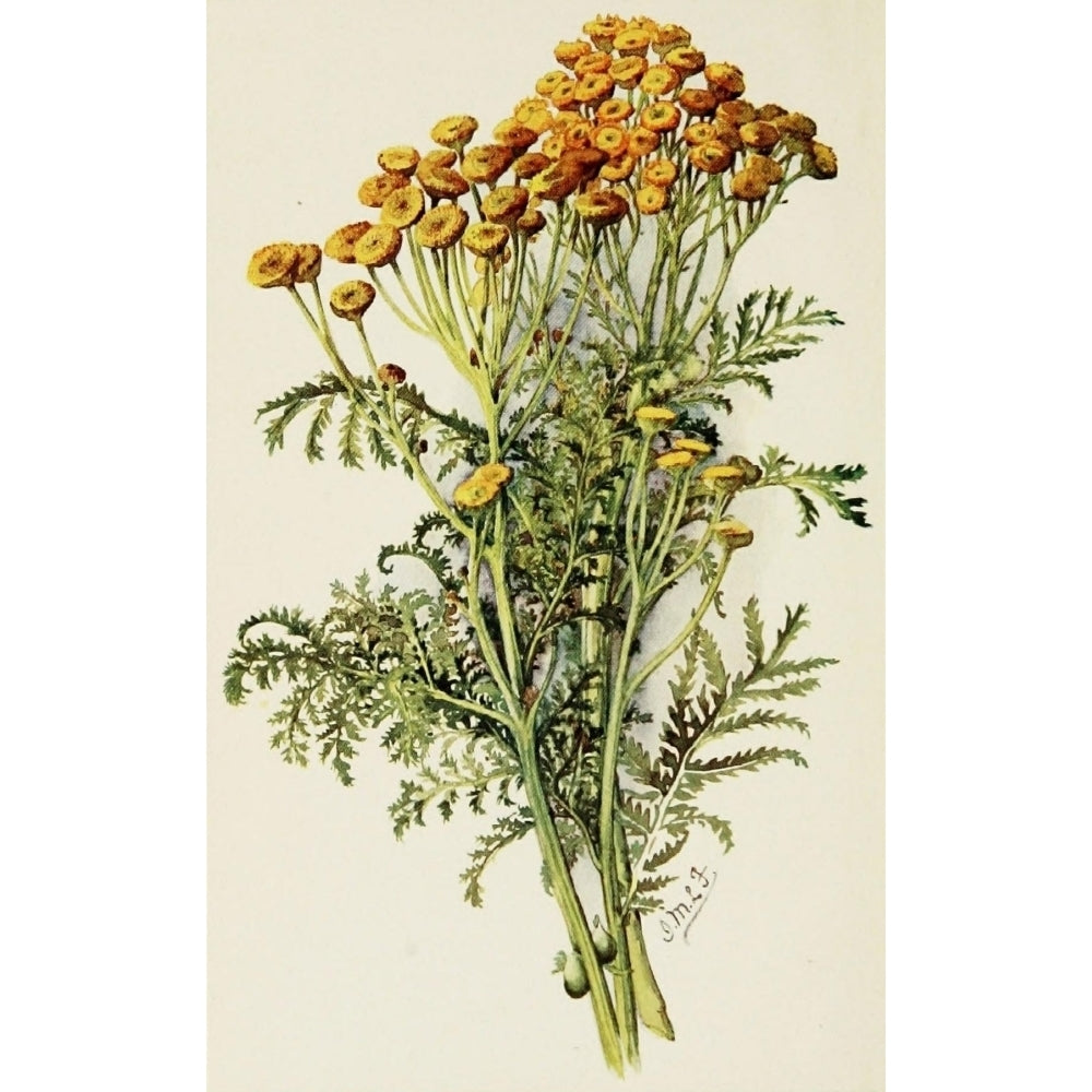 The Herb-Garden 1911 Tansy Poster Print by Isabelle Forrest Image 1