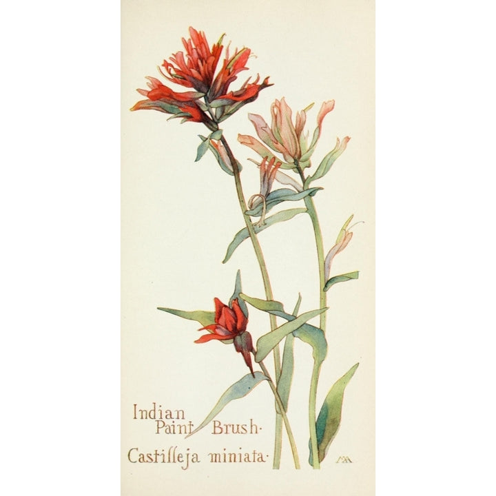 Western Wild Flowers 1915 Indian Paintbrush Poster Print by M. Armstrong Image 1