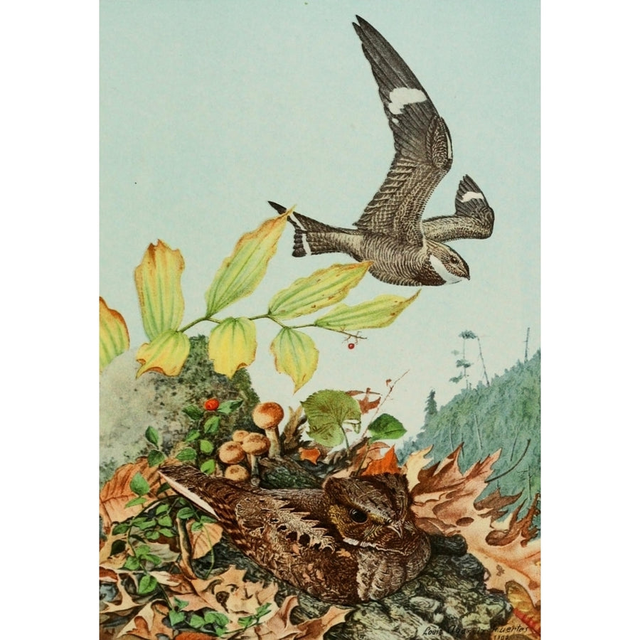 Bird Paintings 1900 Nighthawk and Whip-Poor-Will Poster Print by L.A. Fuertes Image 1