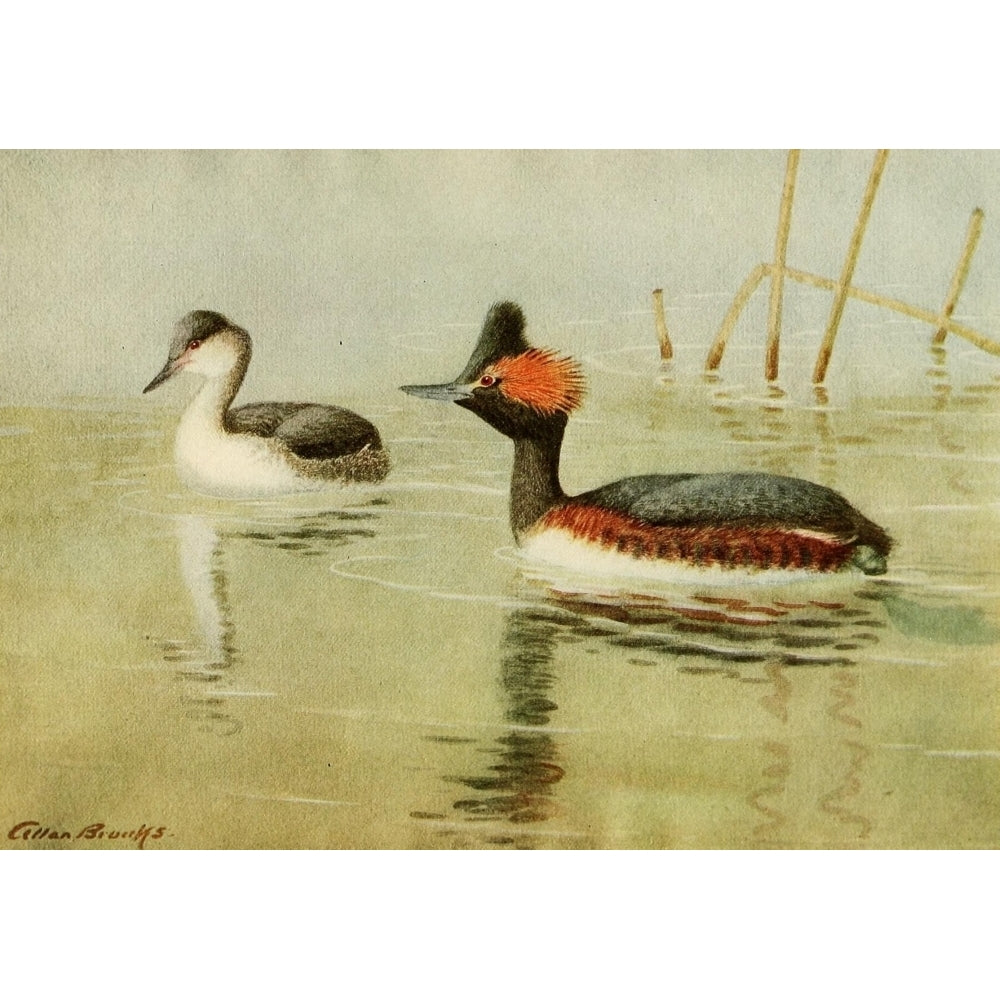 Birds of California 1923 American Eared Grebe Poster Print by A. Brooks Image 1