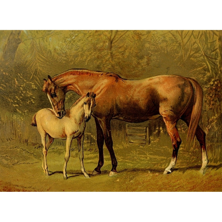 Book of the Horse 1880 Thoroughbred mare and foal Poster Print by Alfred Corbould Image 1