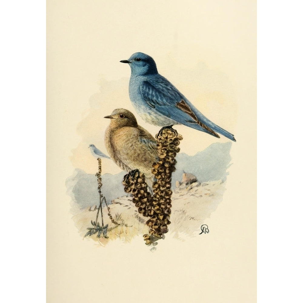 Birds of California 1923 Mountain Bluebird Poster Print by A. Brooks Image 2