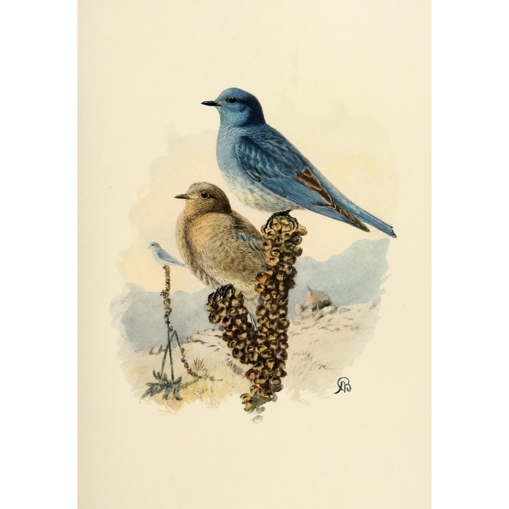 Birds of California 1923 Mountain Bluebird Poster Print by A. Brooks Image 1