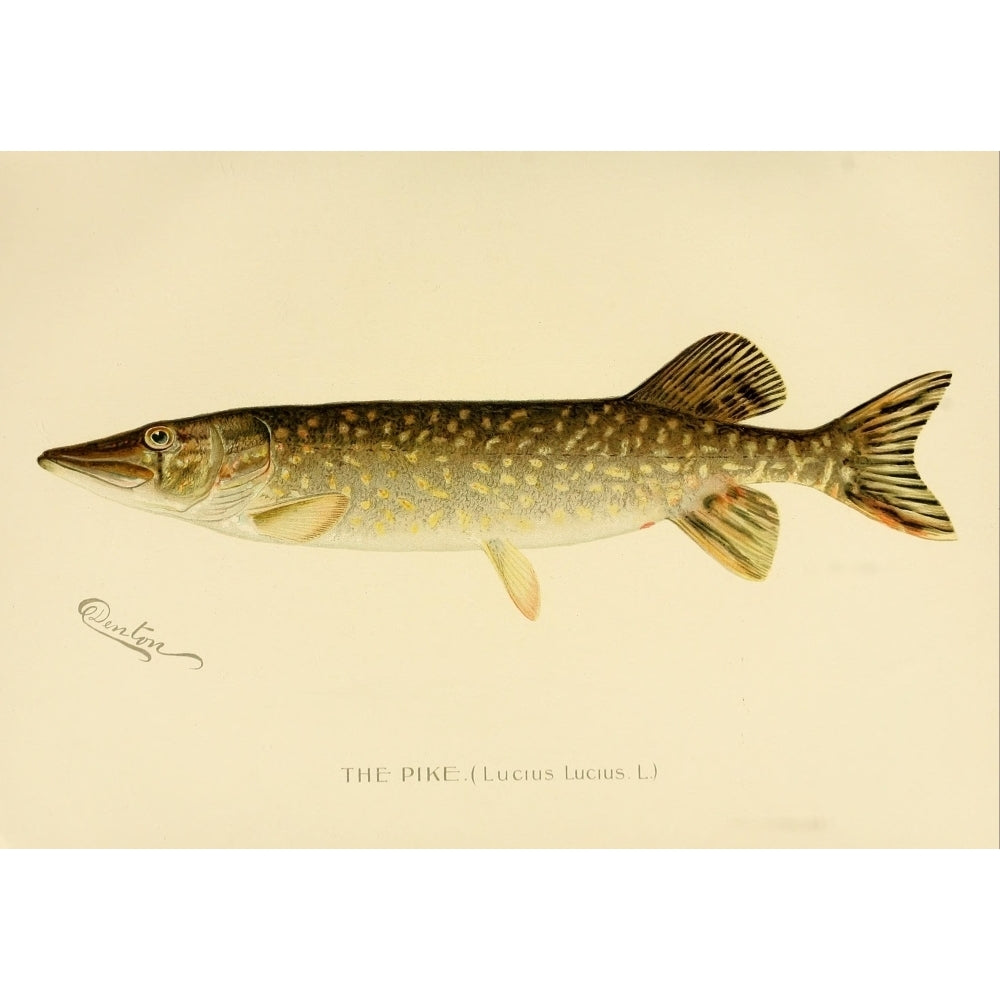 Commissioners of Fisheries NY 1899 The Pike Poster Print by S.F. Denton Image 2