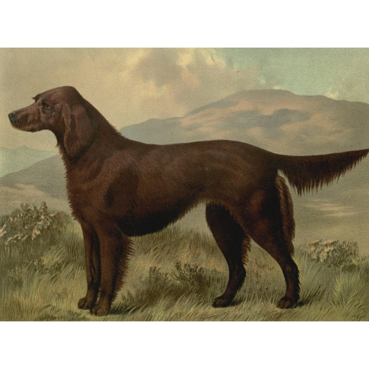 Illustrated Book of the Dog 1881 Irish Setter Poster Print by C.B. Barber Image 1