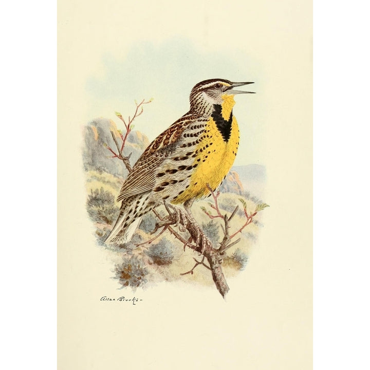 Birds of California 1923 Western Meadowlark Poster Print by A. Brooks Image 1