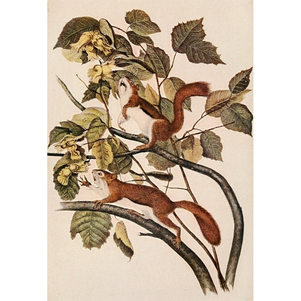 Squirrels and other faux-bearers 1900 Red Squirrel Poster Print by J.J. Audubon Image 1