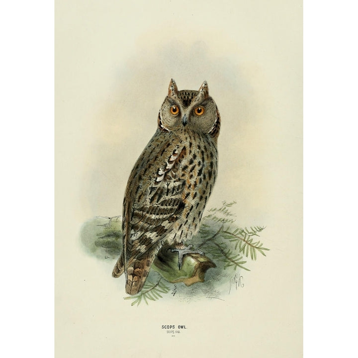 Birds of Europe 1881 Scops Owl Poster Print by John G. Keulemans Image 2