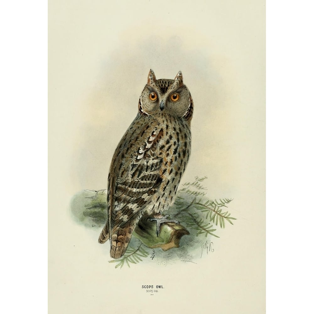 Birds of Europe 1881 Scops Owl Poster Print by John G. Keulemans Image 1