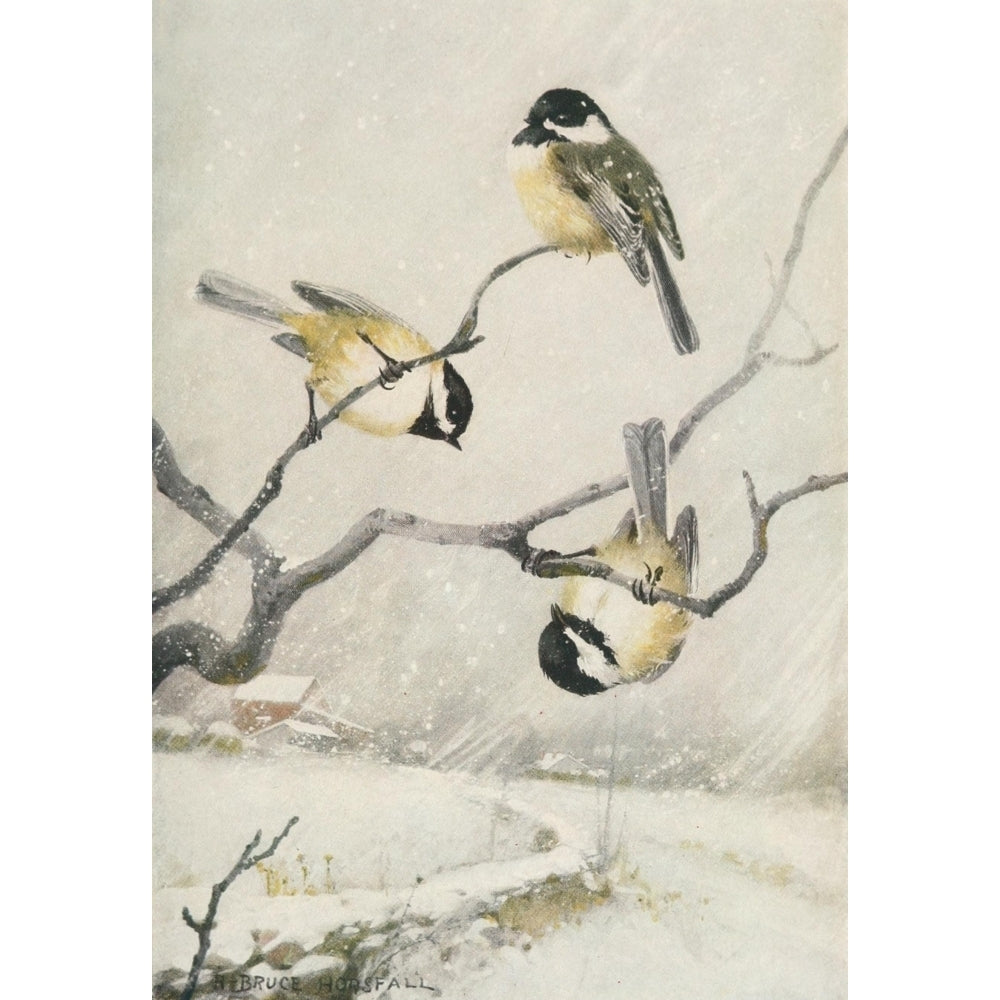 Bird-Lore 1922 Chickadee Poster Print by R.B. Horsfall Image 1