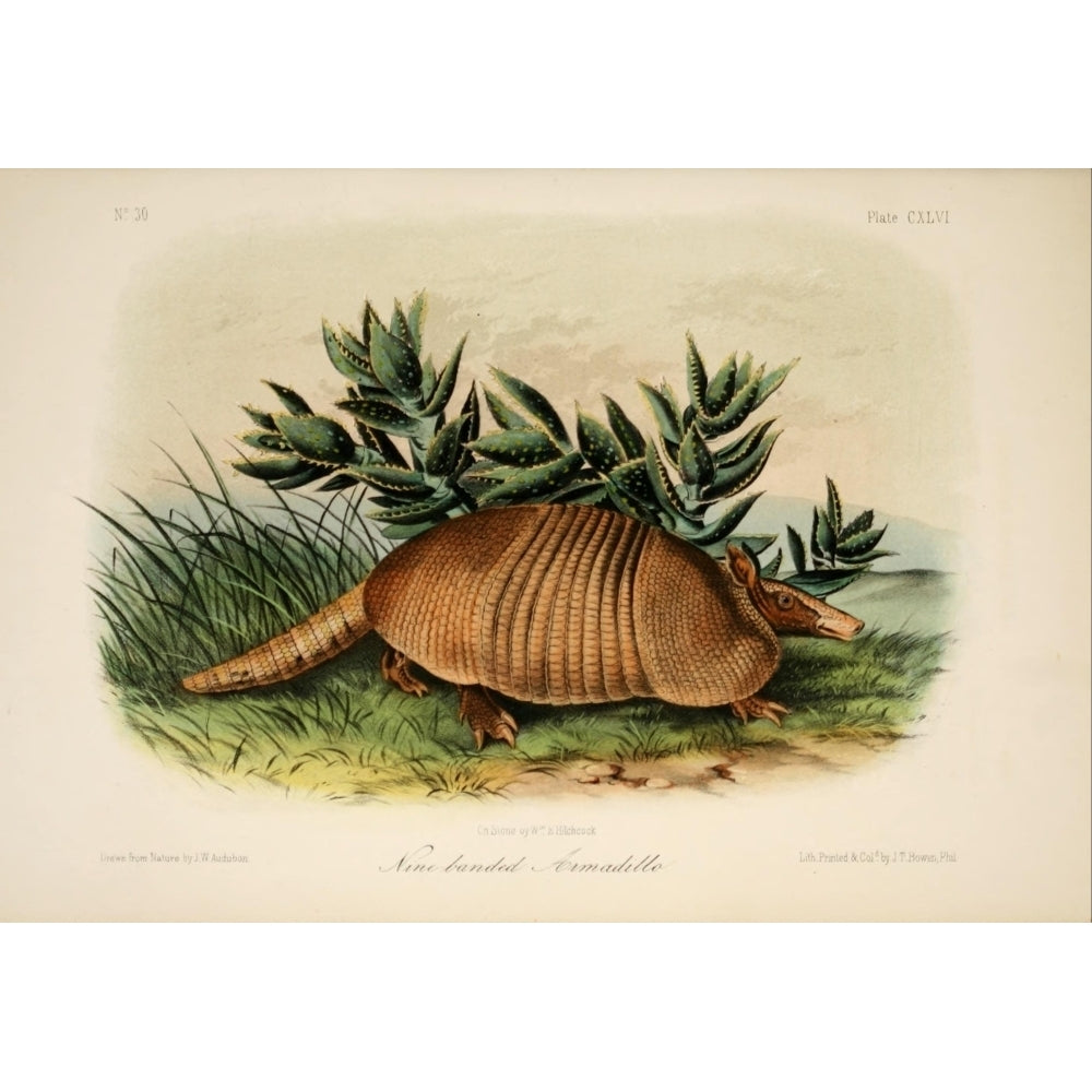 Quadrupeds of N. America 1851 Nine-banded Armadillo Poster Print by J.W. Audubon Image 2