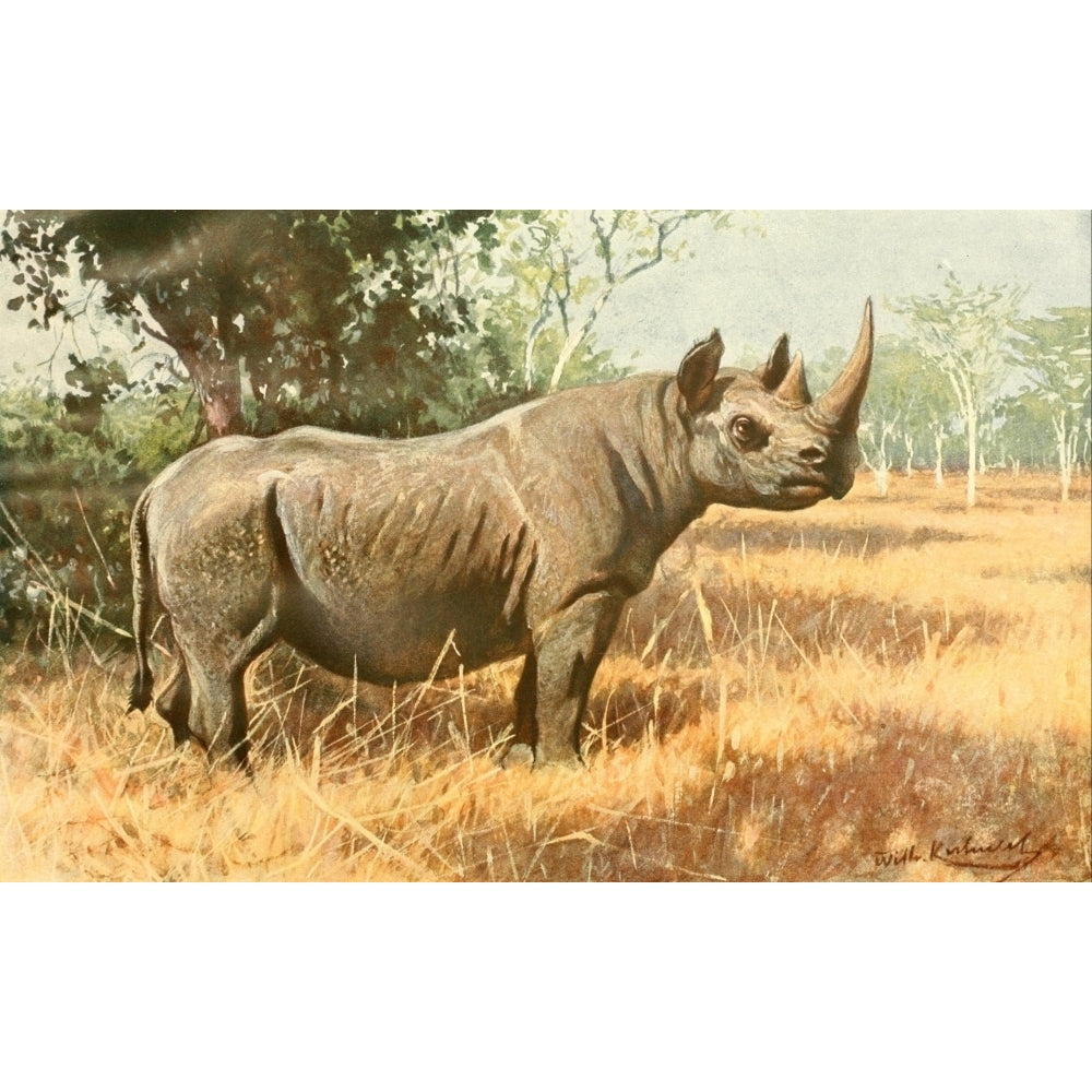 Brehms Tierleben 1911 Rhinocerous Poster Print by F.W. Kuhnert Image 2