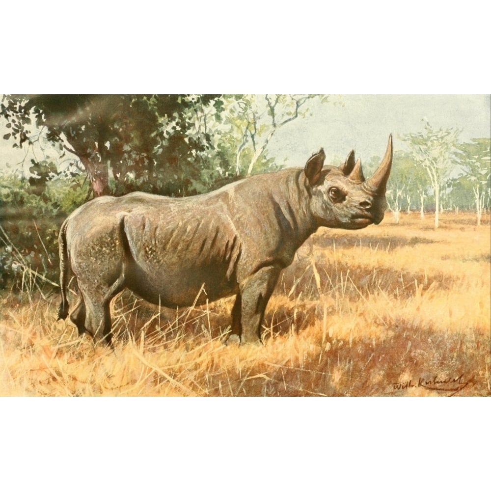 Brehms Tierleben 1911 Rhinocerous Poster Print by F.W. Kuhnert Image 1