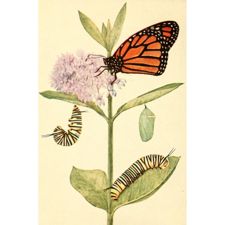 Butterflies Worth Knowing 1923 Monarch Butterfly Poster Print by Willey I. Beecroft Image 1