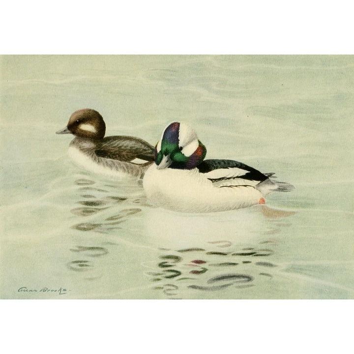 Birds of California 1923 Bufflehead Poster Print by A. Brooks Image 2