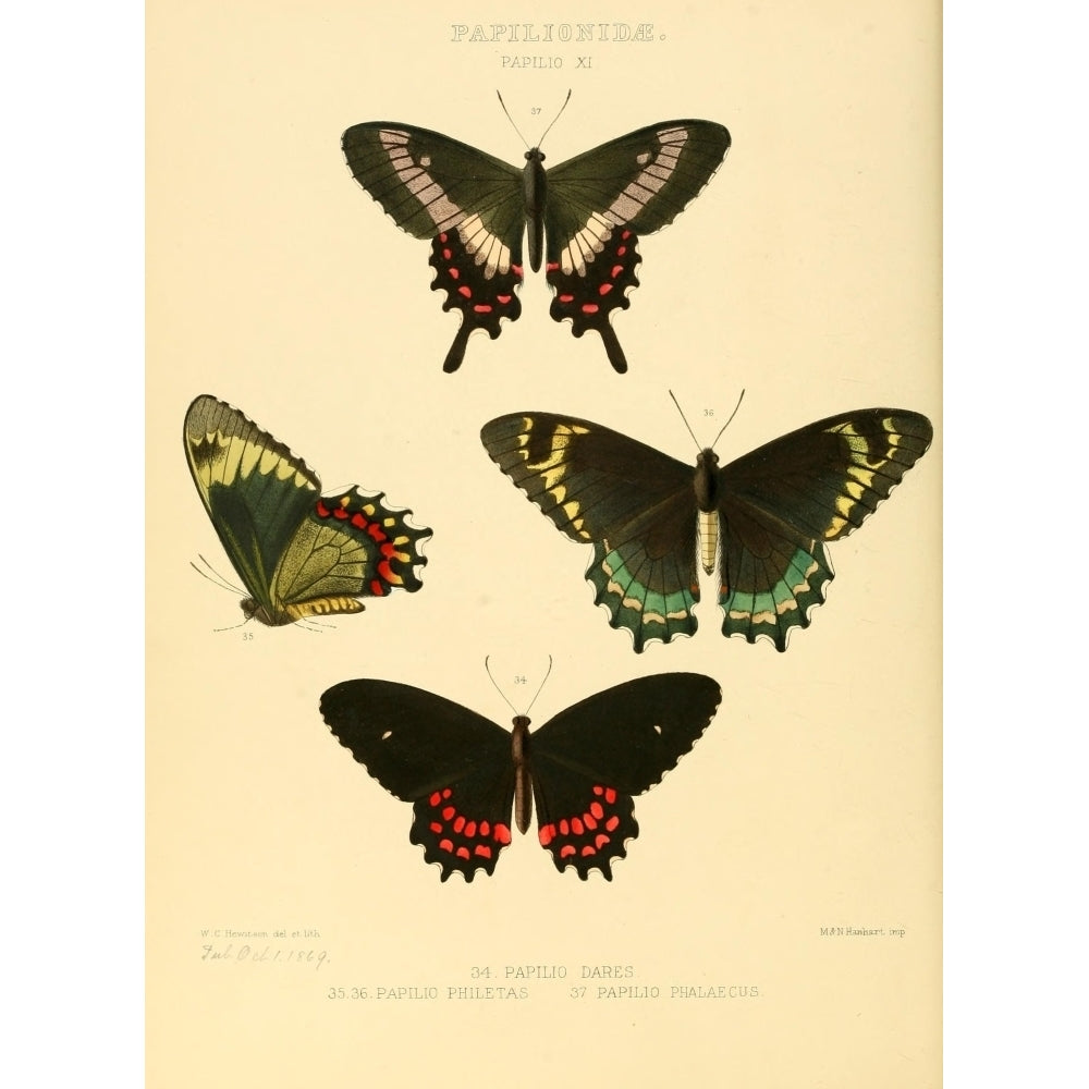 Exotic Butterflies 1866 Dares et al Poster Print by W. Chapman Hewitson Image 1