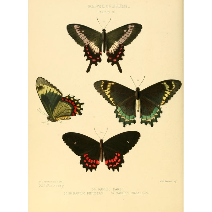 Exotic Butterflies 1866 Dares et al Poster Print by W. Chapman Hewitson Image 2