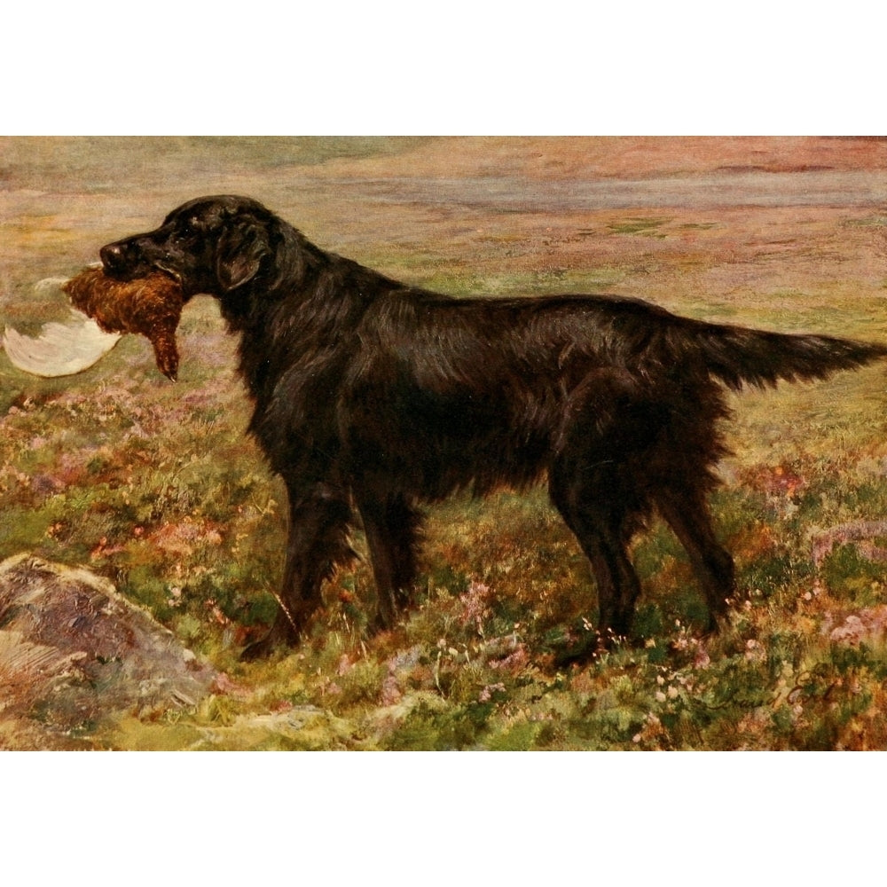 Book of the Dog 1911 Flat-coated Retriever Poster Print by Maud Earl Image 1