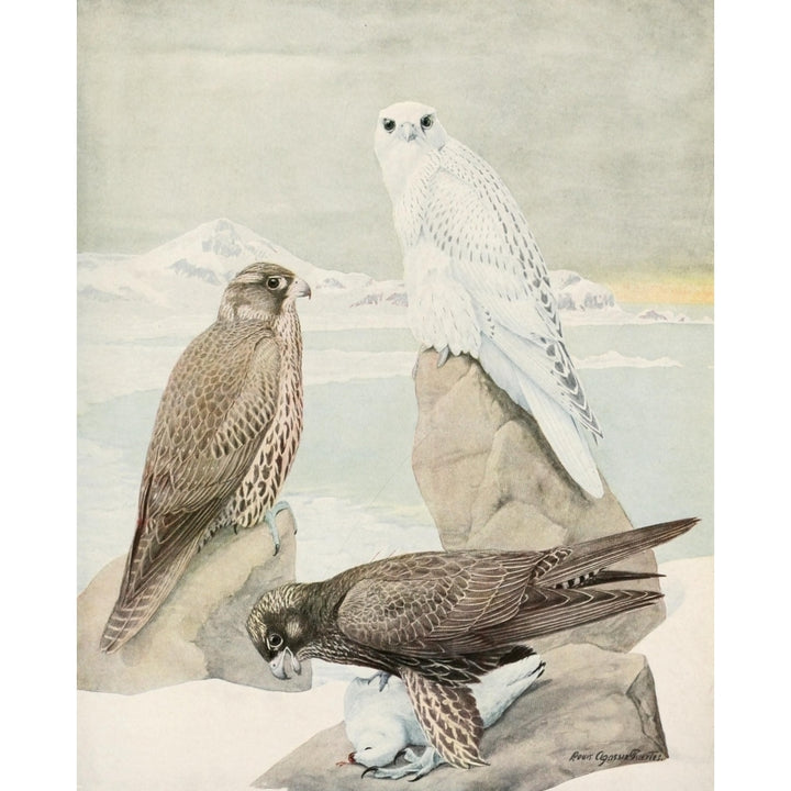 Birds of America 1923 Gyrfalcons Poster Print by L.A. Fuertes Image 1