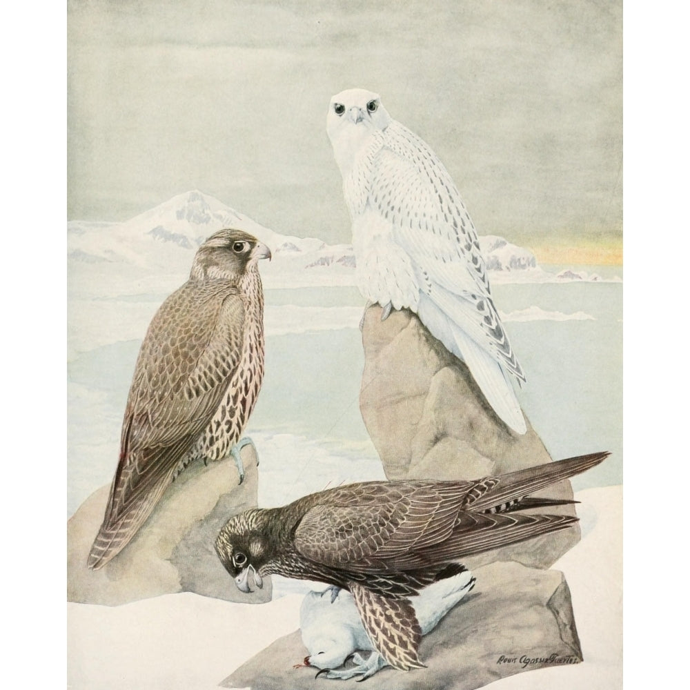 Birds of America 1923 Gyrfalcons Poster Print by L.A. Fuertes Image 2