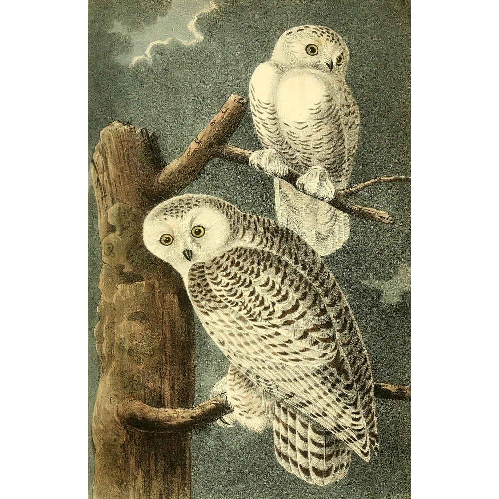 Birds of America 1844 Snowy Owls Poster Print by J.J. Audubon Image 1