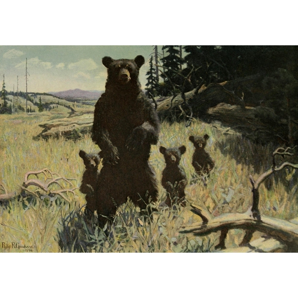 Scribners 41 1907 Grizzly Bears Poster Print by Philip R. Goodwin Image 2