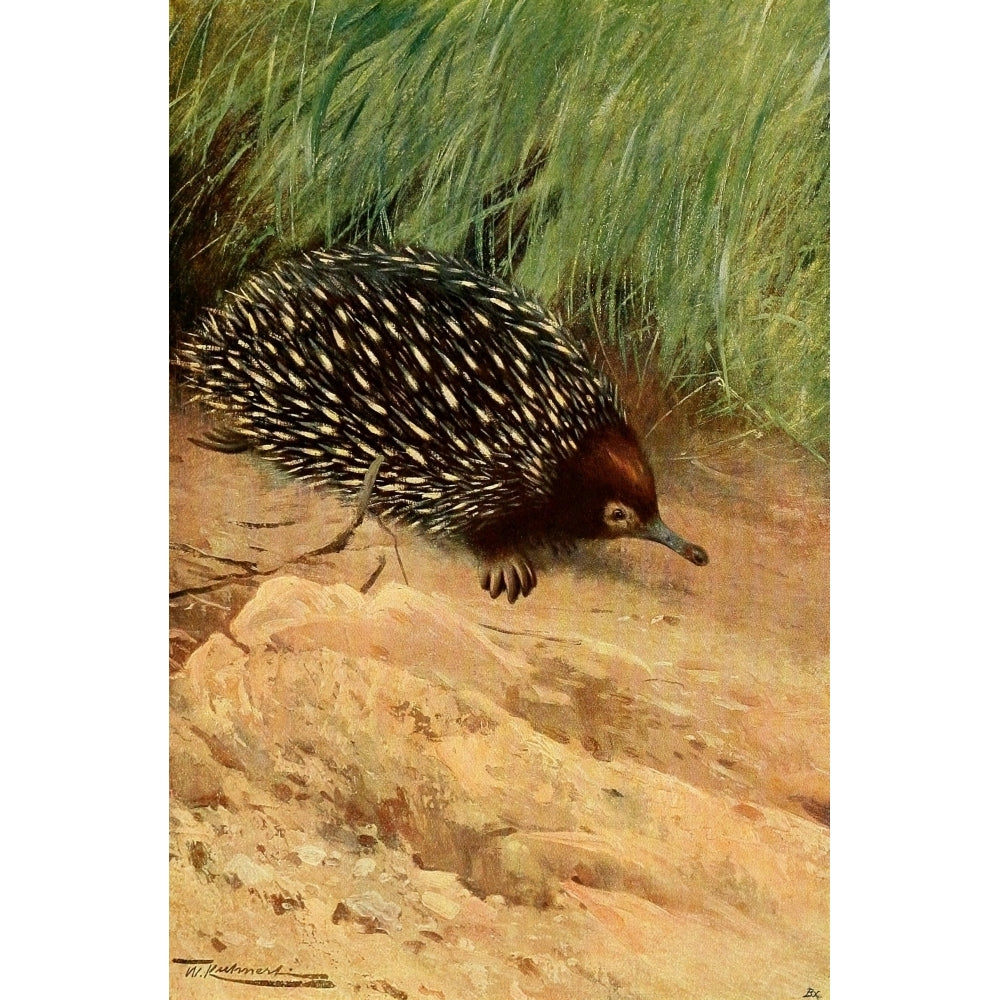 Wild Life of the World 1916 Spiny ant-eater Poster Print by F.W. Kuhnert Image 2