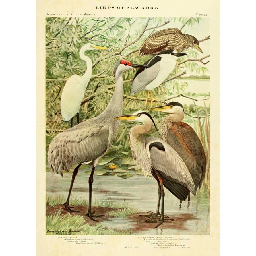 Birds of NY 1914 Egret Crane Heron Poster Print by L.A. Fuertes Image 1