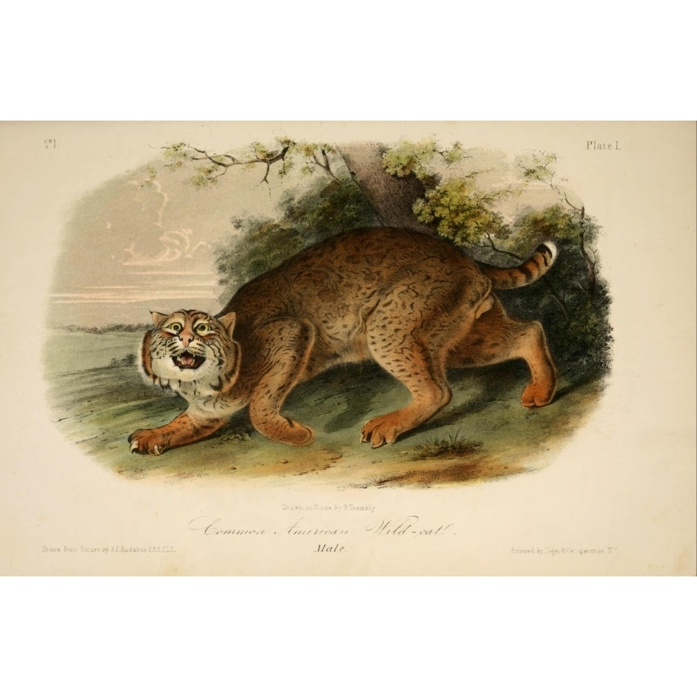 Quadrupeds of N. America 1851 Wildcat Poster Print by J.J. Audubon Image 1