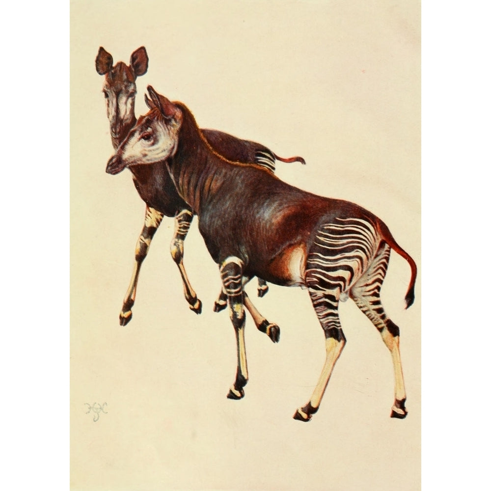 The Uganda Protectorate 1902 Okapi Poster Print by Sir Harry Johnston Image 2