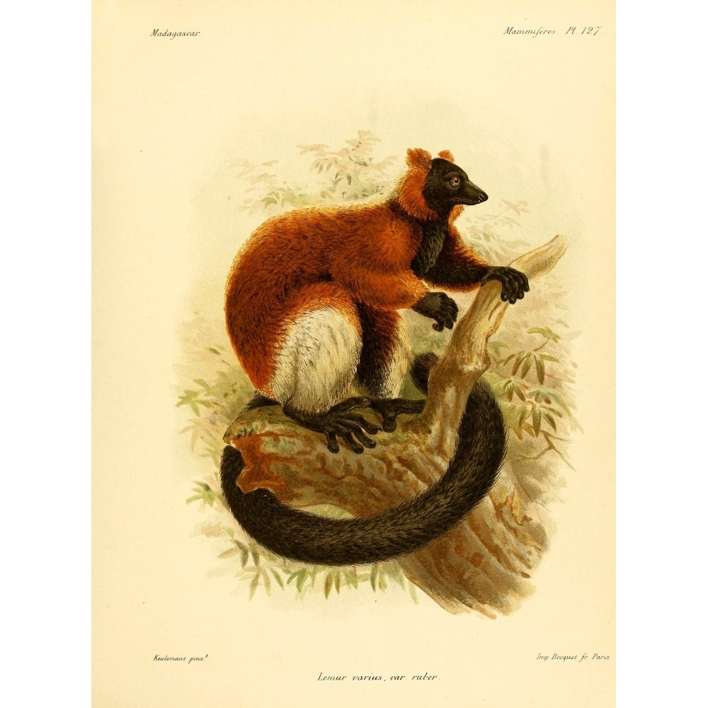 The Natural History of Madagascar 1885 Red-ruffed Lemur 2 Poster Print by John G. Keulemans Image 2