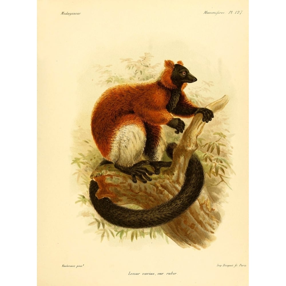 The Natural History of Madagascar 1885 Red-ruffed Lemur 2 Poster Print by John G. Keulemans Image 1