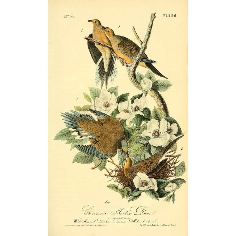 Birds of America 1844 Carolina Turtle Dove Poster Print by J.J. Audubon Image 1