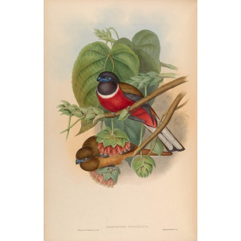 Birds of Asia 1850 Fasciated Trogon Poster Print by John Gould Image 2