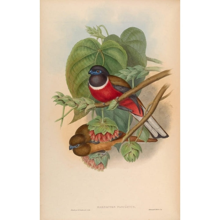 Birds of Asia 1850 Fasciated Trogon Poster Print by John Gould Image 1